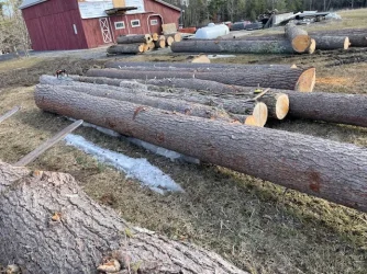 White pine logs lined up.webp
