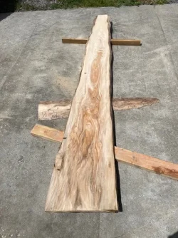 Elm Board.webp